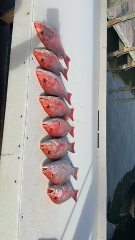 4 Hour Snapper Trip