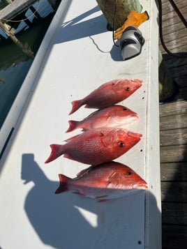 4 Hour Snapper