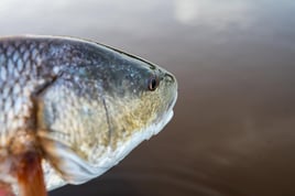 SWFL Fly Fishing