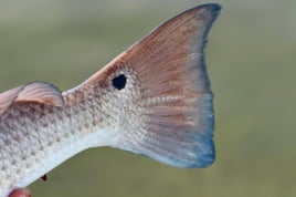 SWFL Fly Fishing