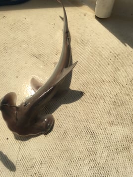 7 Hour Offshore Fishing Charter