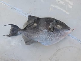 9 Hour Offshore Fishing Charter