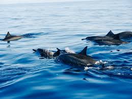 3 Hour Dolphin Cruise