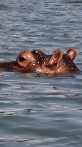 Lake Victoria Boat Safari