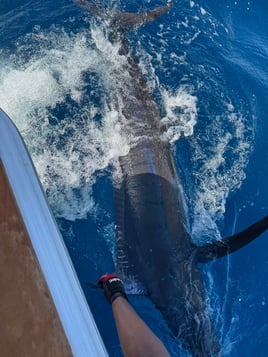 Sport Fishing Trip
