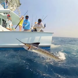 Offshore Fishing Trips