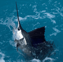 Live Bait Sailfishing