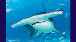 5 Hour Shark Trip AM
