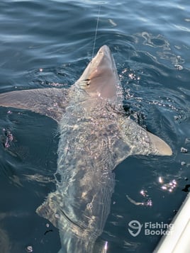 Destin Shark Fishing Trip🦈