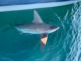 Destin Shark Fishing Trip🦈