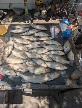 Half Day Or Full Day Fishing Trip