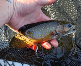 Drift Boat Fly Fishing Trips
