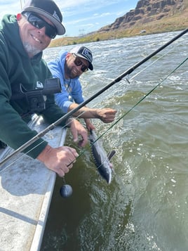 Columbia River Salmon And Sturgeon 