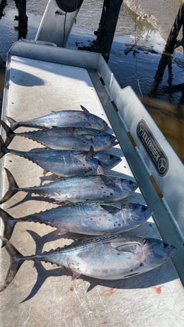 4 Hour Nearshore