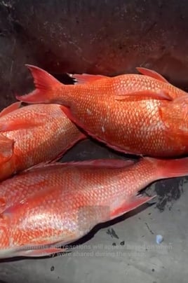 Afternoon Red Snapper Special