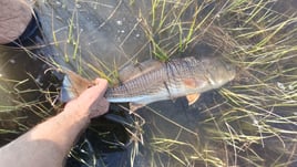 Flood Tide Sight Fishing 