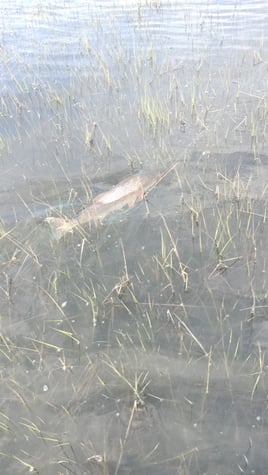 Flood Tide Sight Fishing 