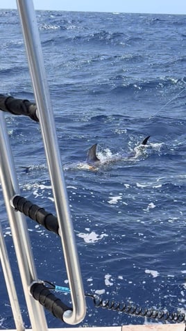 In Search Of Seamonsters!