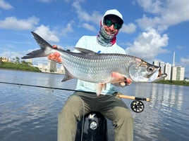 Tarpons In Recife, Brazil