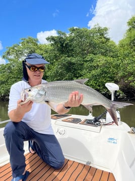 Tarpons In Recife, Brazil