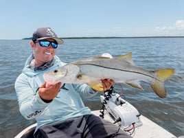 Tarpons In Recife, Brazil