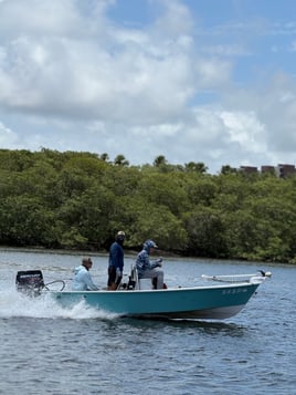 Tarpons In Recife, Brazil
