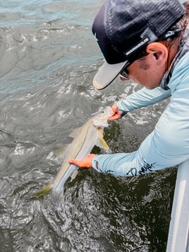 Tarpons In Recife, Brazil