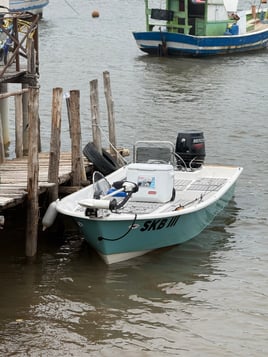 Tarpons In Recife, Brazil