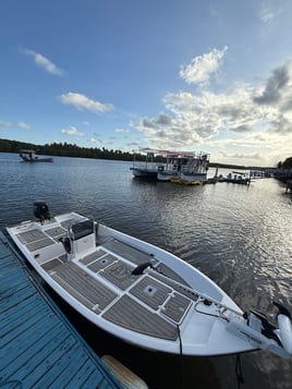 Tarpons In Recife, Brazil