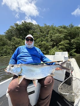 Tarpons In Recife, Brazil