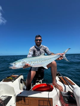 Tarpons In Recife, Brazil