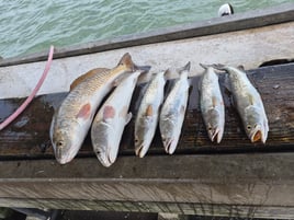Afternoon Bay Fishing