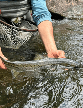 Trout And Salmon Wading Trip