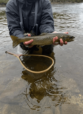 Trout And Salmon Wading Trip