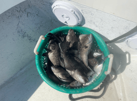 Inshore/Nearshore Fishing Trip