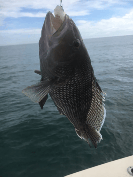 Inshore/Nearshore Fishing Trip
