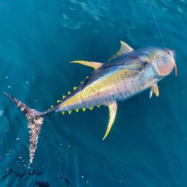 Offshore Fishing Marina Pez Vela
