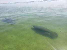 Bay Tour & Excursion