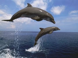 Bay Tour & Excursion
