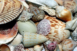 Shelling Boat Tours