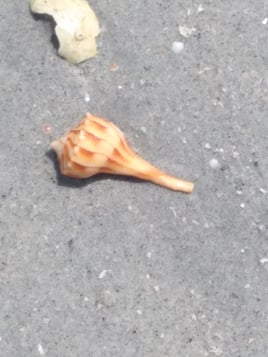 Shelling Boat Tours