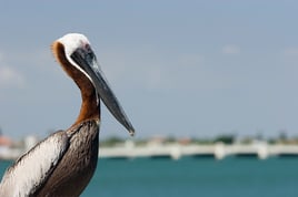 4 Hrs At Pelican Bay (Intercoastal)