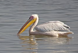 4 Hrs At Pelican Bay (Intercoastal)