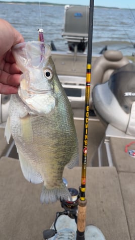 Crappie Casting 