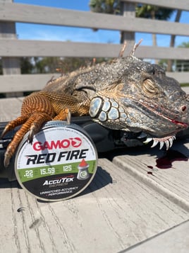 Iguana Hunt 