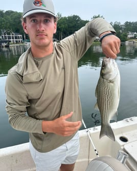 Hybrid And Striper Fishing Trips