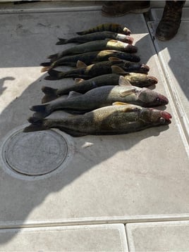 Half-day Walleye Fishing