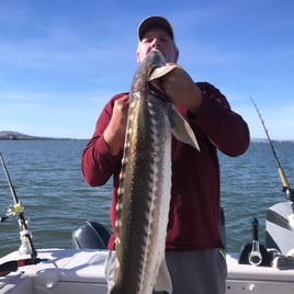 Sturgeon / Striped Bass Trip