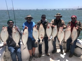 Halibut/Striped Bass
