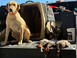 Duck Hunts